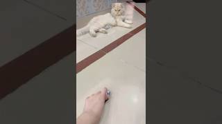 Playtime 😹 cat cats shorts catshorts viral viralshorts shortvideo fypシ゚viral fypage fun [upl. by Ecnarual247]