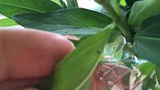 How to Find Monarch Caterpillars [upl. by Bonaparte953]