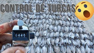 🐦🔫¡A POR TÓRTOLAS TURCAS ¡Control de DAÑOS [upl. by Giacopo]