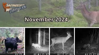 Skriketorp Trail Cam 2024 November [upl. by Cirala461]