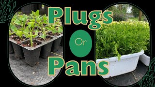 Plant Propagation  Plugs or Pans Which should you use [upl. by Cassy379]