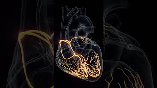 The nerves that power your heart anatomy meded 3dmodel [upl. by Enifesoj]