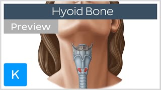 Hyoid bone structure movement and function preview  Human Anatomy  Kenhub [upl. by Gaal42]