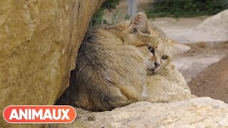 La difficulté de la réintroduction danimaux de zoo dans la nature par Patrick Jardin  Animaux [upl. by Maje]