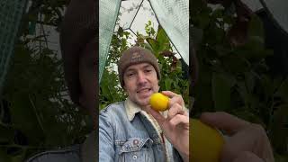 Growing lemons in the cold [upl. by Eleni]