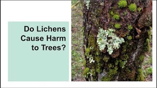 Do Lichens Cause Harm to Trees [upl. by Fezoj356]