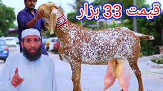 pure Makkhi chini bakriyan 22 maha ki pregnant bakriyan Hafiz Sabir goat farm21102024 [upl. by Opportina887]