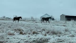 2021 02 13 horses trot in snow IMG 3539 [upl. by Naujled]