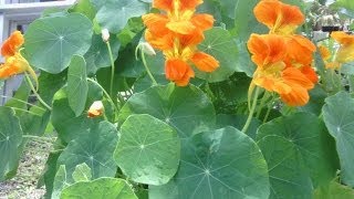 Zone 9b collecting nasturtium seeds for saving and planting [upl. by Nostets]