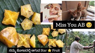 AB ಬೆಕ್ಕು death ಆಯಿತು 🥺ಹೇಗೆ ನಮ್ಮ‌ ತೋಟದಲ್ಲಿ ಆಗುವ Star Fruit😳 ನೀವು ನೋಡಿದ್ದೀರಾVlog [upl. by Irfan]