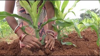 Maize Cultivation  Package of practice [upl. by Aden]