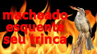 MELHOR VÃDEO PARA ESQUENTAR TRINCA FERRO CANTO PIADO E MACHEADO [upl. by Eiderf]