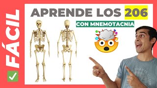 🦴 206 HUESOS del CUERPO HUMANO Fácil de Aprender  Anatomía [upl. by Urbano850]