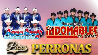 Conjunto Agua Azul Vs Los Indomables De Cedral  Puras Perronas Mix  Norteñas Viejitas Pa Pistear [upl. by Pillihpnhoj]