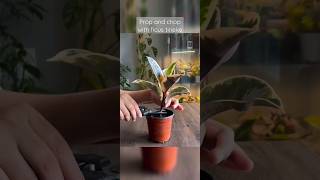 Pruning my ficus tineke for propagation gardeningvideos youtubeshorts [upl. by Moishe]