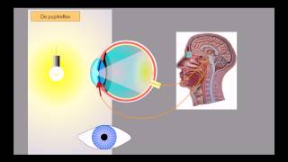 Oog  pupilreflex en accommoderen [upl. by Garald]