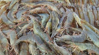 SC LIVE SHRIMP HARVEST  JUST CONNECT TO EACH OTHER shrimp live [upl. by Drofliw820]