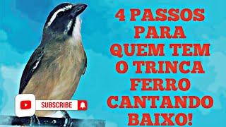 4 passos para quem tem trincaferro cantando baixo dentro casa [upl. by Atiuqihc]