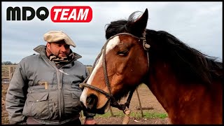 VIDA CAMPESTRE  TRABAJOS RURALES CON CABALLOS [upl. by Ahsam]