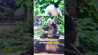 This panda learned this funny expression from his keeper  panda breaks bamboo panda funny face [upl. by Dianna518]