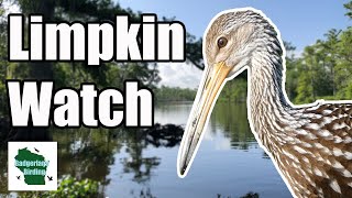 Is this WEIRD Bird Coming to Your State Limpkin Watch [upl. by Enirahtac875]