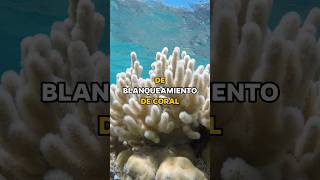 Arrecifes de Coral en Peligro scubadiving buceo oceanconservation coralbleaching [upl. by Flinn149]