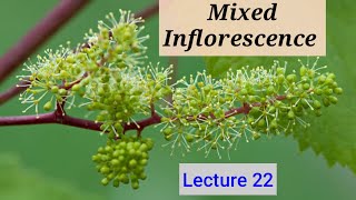 Mixed Inflorescence Lecture 22 In HindiUrdu [upl. by Anaujit]