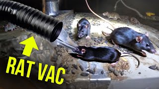 HOW to get rid of attic RATS … FASTTwins Rat Vac [upl. by Elsilrac]