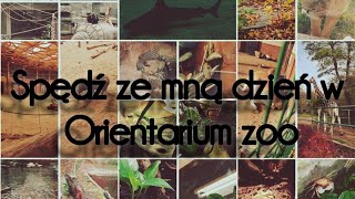 SPĘDŹ ZE MNĄ DZIEŃ W ZOO ORIENTARIUM [upl. by Ahsinek205]