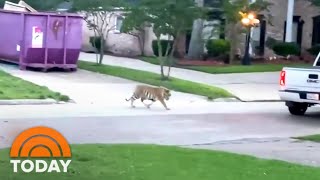 Tiger Spotted Roaming Houston Neighborhood  TODAY [upl. by Benioff701]