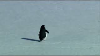 Depressed Penguin runs away from home  Guts Theme [upl. by Cyma]