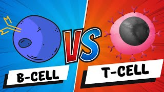 B Cells vs T Cells  B Lymphocytes vs T Lymphocytes  Adaptive Immunity  Mechanism [upl. by Irrep402]