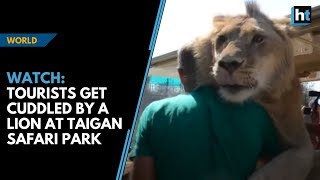 Watch Lion climbs into vehicle and cuddles tourists at Taigan Safari Park [upl. by Kolodgie709]