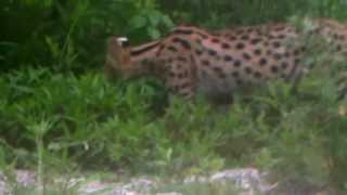 African Serval Cat Breeders in new enclosure [upl. by Aikcin]