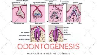 ODONTOGÉNESIS MORFOGÉNESIS E HISTOGÉNESIS [upl. by Eelynnhoj703]