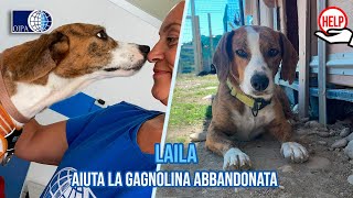 UNA BRUTTA SORPRESA AL RECUPERO DI LAILA CAGNOLINA IN PREDA ALLE CONVULSIONI AIUTIAMOLA [upl. by Ecaidnac]