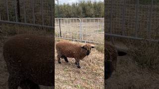 My New Pet Romanov Sheep in our Farm [upl. by Scuram]