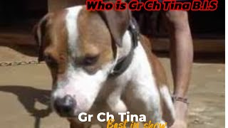 Gr Ch Tina BIS apbt dogbreed pitbulls [upl. by Niles]