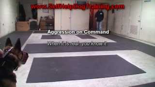 German Shepherd Attack Training K91com [upl. by Holbrooke]