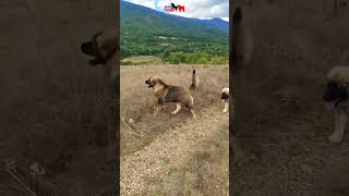 Caucasian Shepherd in the beautiful mountains of North Macedonia 🇲🇰 dog dogs pet pets [upl. by Leinnad]