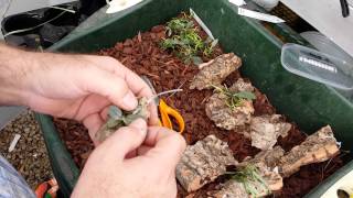 Mounting orchids on to cork bark in this case Aerangis punctata [upl. by Luapnhoj]