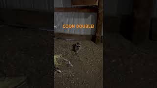 DOUBLE ON COONS trapping coontrapping depredation [upl. by Cherilyn]