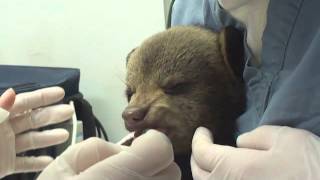 Tramadol Face Treating a Black Bear cub at the Wildlife Center of Virginia [upl. by Schoenfelder409]