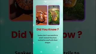 Facts about Snake  Did you know youtubeshorts shortfeed [upl. by Beare605]