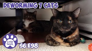 Giving Deworming MedicationTo Seven Cats  S6 E98  Training Feral Cats [upl. by Aenal178]