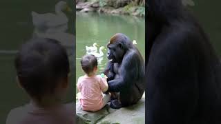 A Baby and a Gorilla Sharing the Same Mom Sharing the Same Love gorilla animals shorts [upl. by Itsuj436]