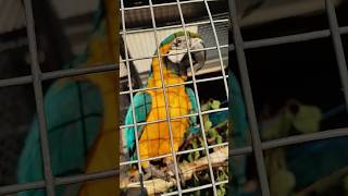 Papuga ara ararauna macaw parrot [upl. by Nimaynib75]