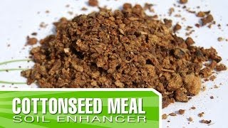 Cottonseed Meal  How to enrich your soil using Organic Amendments [upl. by Premer62]