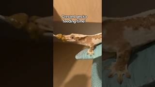 Crested gecko feeding time shorts [upl. by Leban]