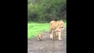 Lioness walking with tiny cubs [upl. by Tymes]